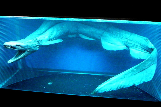 Um tubarão em exibição no Museu de Ciências Marinhas Shimonoseki (Kaikyoukan/OpenCage.info)