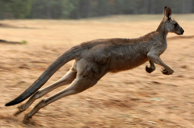 Há quase nove milhões de cangurus na área das Planícies Ocidentais do estado australiano de Nova Gales do Sul. No ano passado, a população de cangurus era de mais de 12 milhões (Torsten Blackwood/AFP/Getty Images)