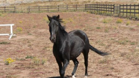 Argentina anuncia primeiros cavalos geneticamente editados do mundo