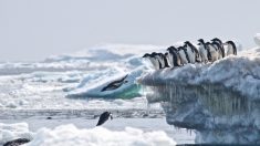 Megacolônia de pinguins é descoberta, dando esperança a cientistas