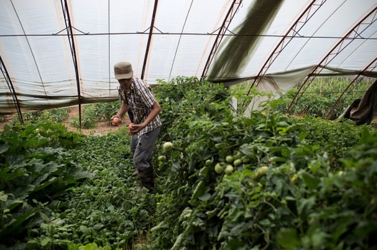 Um trabalhador chinês colhe tomates numa fazenda de vegetais orgânicos na periferia de Pequim em 5 de junho de 2017 (Nicolas Asfouri/AFP/Getty Images)