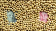 China lança campanha de “emergência” para impulsionar produção nacional de soja