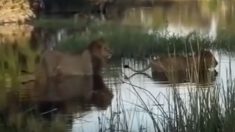 Leões cruzam cautelosamente um rio – mas um visitante inesperado causa tensão
