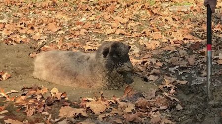 Ovelha é resgada de dentro de um buraco de lama – confira a coragem do dono na operação de salvamento