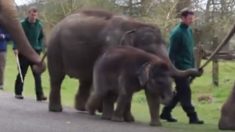 Este bebê elefante é pego sonhando acordado, mas veja o que está por trás dele