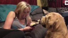 Cachorro não deixa dona usar celular pois quer atenção