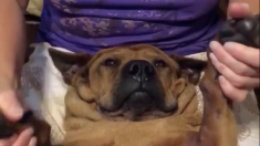 Cachorro recebe massagem relaxante, mas sua expressão facial é inesquecível