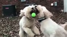Bola é jogada em direção a dois cachorros, mas quem será que fica com ela – é ainda melhor em câmera lenta