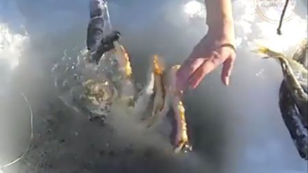 Pescadores capturam caranguejos enormes debaixo do gelo