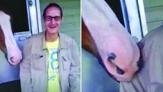 Homem tenta fazer amizade com cavalo e é surpreendido