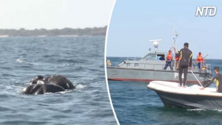 Elefantes em perigo são resgatados no mar do Sri Lanka