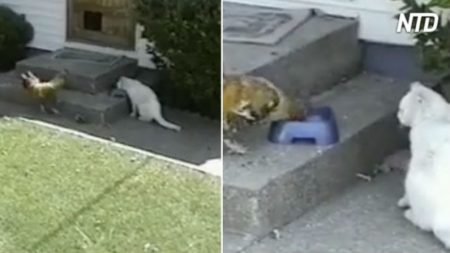 Galo atrevido come almoço de gato – por essa ele não esperava!