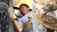 Gato preso dentro de caminhonete é resgatado por família comovida