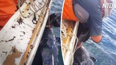 Tartaruga gigante ferida por uma corda é salva por pescadores