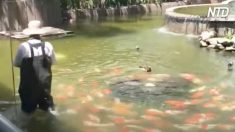 Homem alimenta grande cardume de peixes na lagoa – mas quando ele começa a caminhar, algo mágico acontece