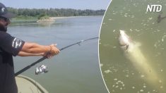 Homem vai pescar no rio Po e pega um esturjão quase tão grande quanto ele