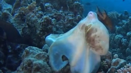 Mergulhador captura lindas imagens de dois polvos interagindo no oceano