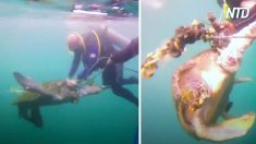 Mergulhadores encontram tartaruga desesperada e presa em uma rede de pesca – os próximos momentos são intensos