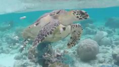 Homem salva tartaruga presa em rede de pesca no fundo do mar