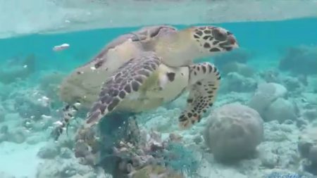 Homem salva tartaruga presa em rede de pesca no fundo do mar