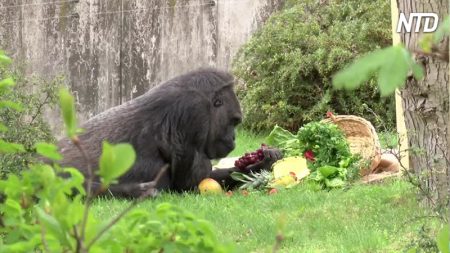 Gorila de 61 anos é a mais velha da Europa – e seu presente de aniversário é um banquete de frutas!