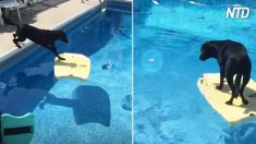 Mulher joga bola de tênis na piscina e cachorro tenta resgatá-la sem se molhar