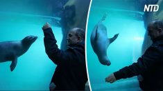 Foca “dança” com homem em aquário no Canadá