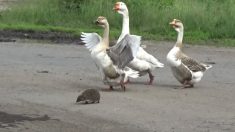 Gansos ajudam porco-espinho a atravessar a rua