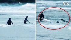 Leões-marinhos perseguem surfistas em praia da Nova Zelândia