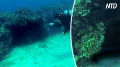 Mergulhadores exploram uma caverna subaquática e ficam cara a cara um predador aterrorizante