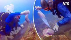 Mergulhador luta com tubarão para ficar com peixe