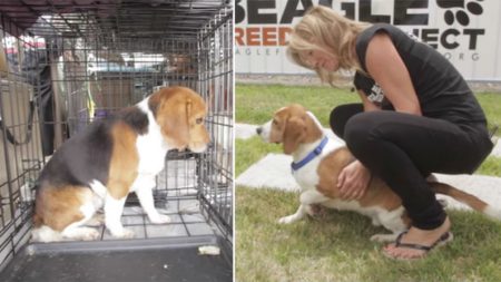 Nove beagles de laboratório sentem a grama pela primeira vez após resgate