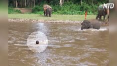 Bebê elefante salva humano que estava se “afogando” em rio
