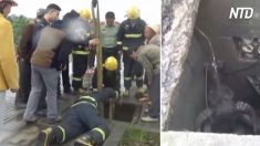 Momento dramático: bombeiros resgatam vaca grávida de dentro de poço