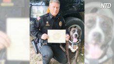 Pit bull hiperativa ia ser sacrificada mas foi para treinamento da polícia para se tornar K-9