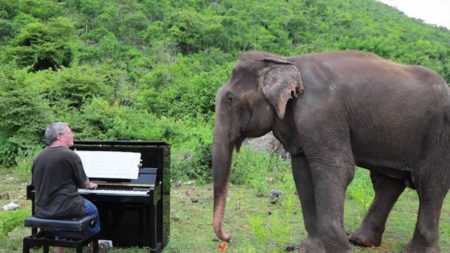 Elefanta cega começa a ‘dançar’ quando pianista toca Bach