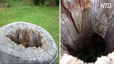 Fazendeiro descobre ninho de roselas dentro de poste de madeira