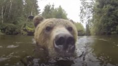 Urso selvagem chega bem perto de pessoas dentro de lago