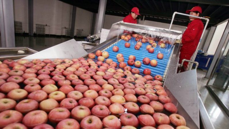 Trabalhadoras em uma linha de produção de um centro de distribuição de frutas nos arredores de Pequim, China, em 28 de dezembro de 2006 (China Photos/Getty Images)