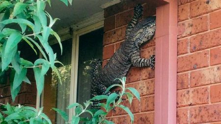 Australiano tira foto de lagarto enorme e assustador na entrada de sua casa