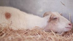 Cabra deprimida fica sem comer por 6 dias por ter sido afastada de seu amigo burro