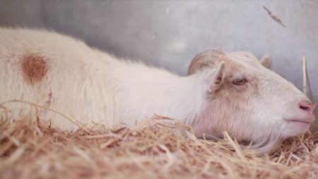 Cabra deprimida fica sem comer por 6 dias por ter sido afastada de seu amigo burro