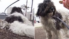 Equipes de resgate fazem malabarismos para resgatar cães de rua