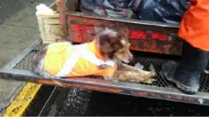 Cachorra de rua “trabalha” coletando lixo com seu dono