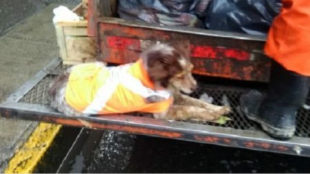 Cachorra de rua “trabalha” coletando lixo com seu dono