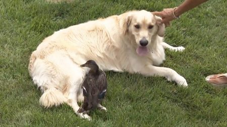 Cão carinhoso se torna mãe de pato órfão