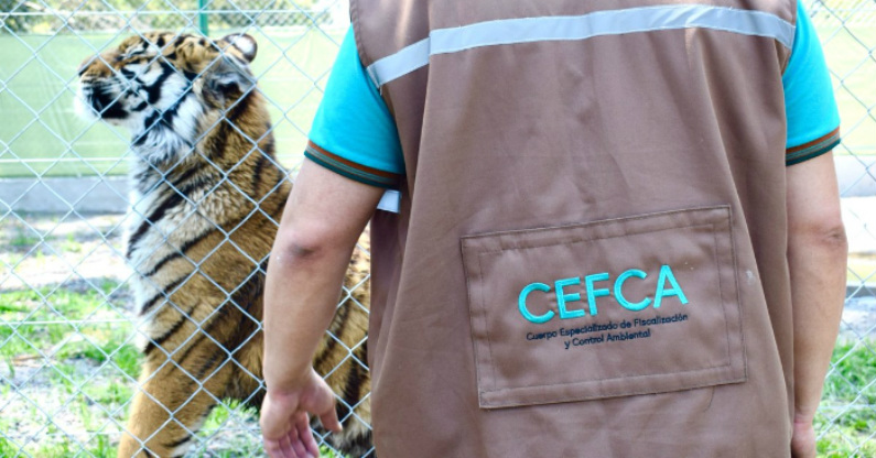 Empresário argentino mantinha quase 100 animais ilegalmente em sua casa, incluindo um tigre de Bengala