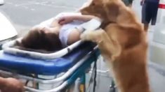 Cão desesperado entra em ambulância com sua dona com medo de perdê-la