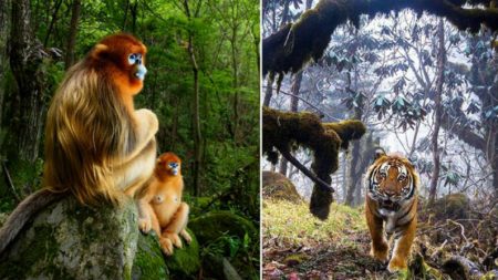 Competição de fotografia revela as fotos de animais selvagens mais belas do mundo