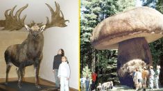 Maravilhas gigantes! Os 10 maiores seres vivos que existiram no planeta Terra